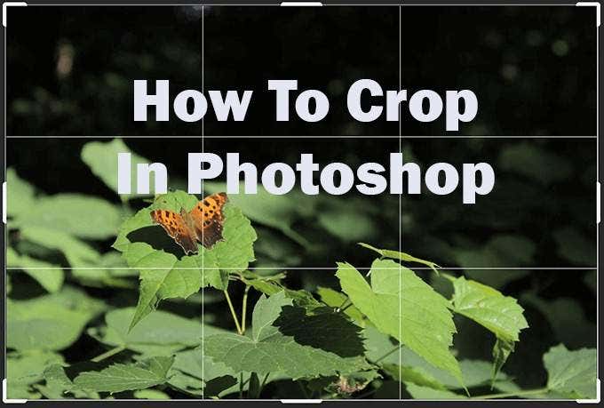 How To Crop In Photoshop image 1