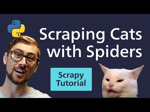 Python Scrapy Tutorial - Cats &amp; Spiders? Web Scraping Reddit with Scrapy [2020]